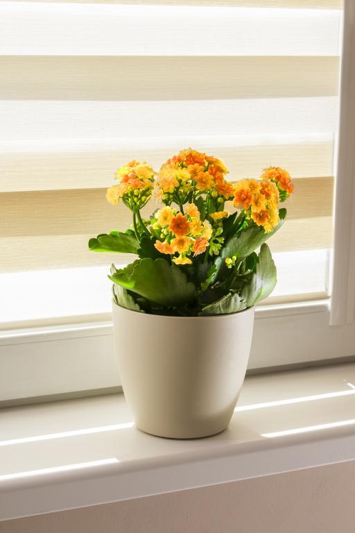 רוסה Central Point Apartments מראה חיצוני תמונה